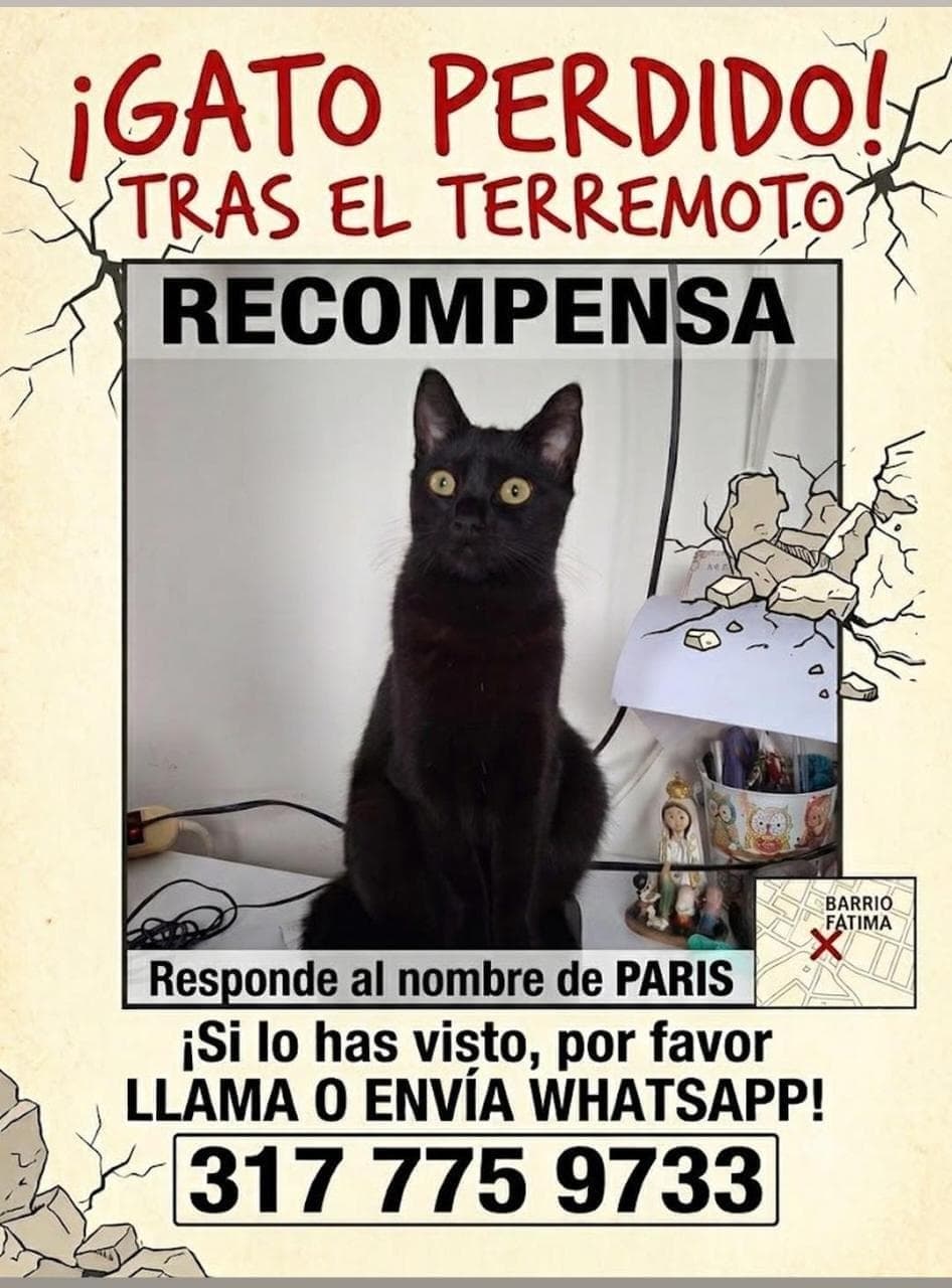¡Gato Perdido! Paris